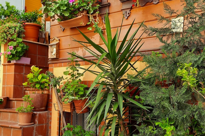 front yard paradise tropical planting